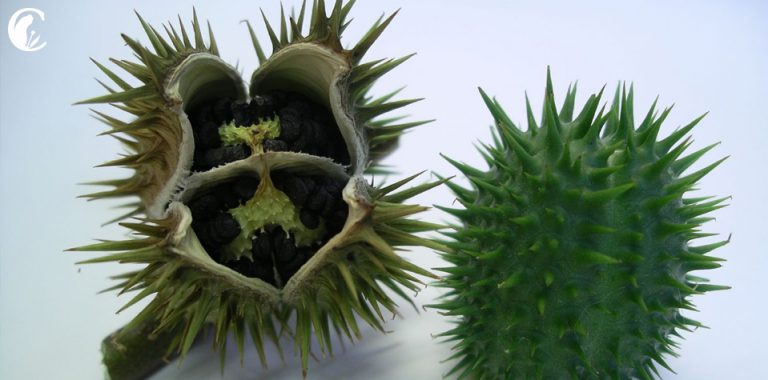 estramonio archivos • Cannabis